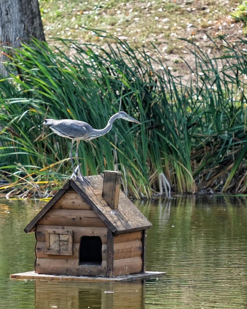 Фотография автора Андрей Арапов