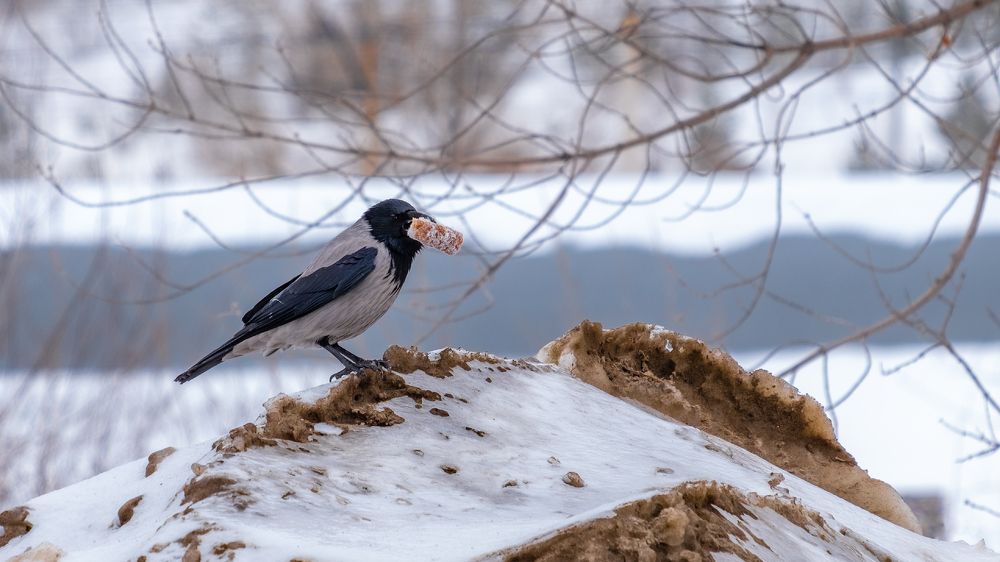 Фотография автора Андрей Арапов