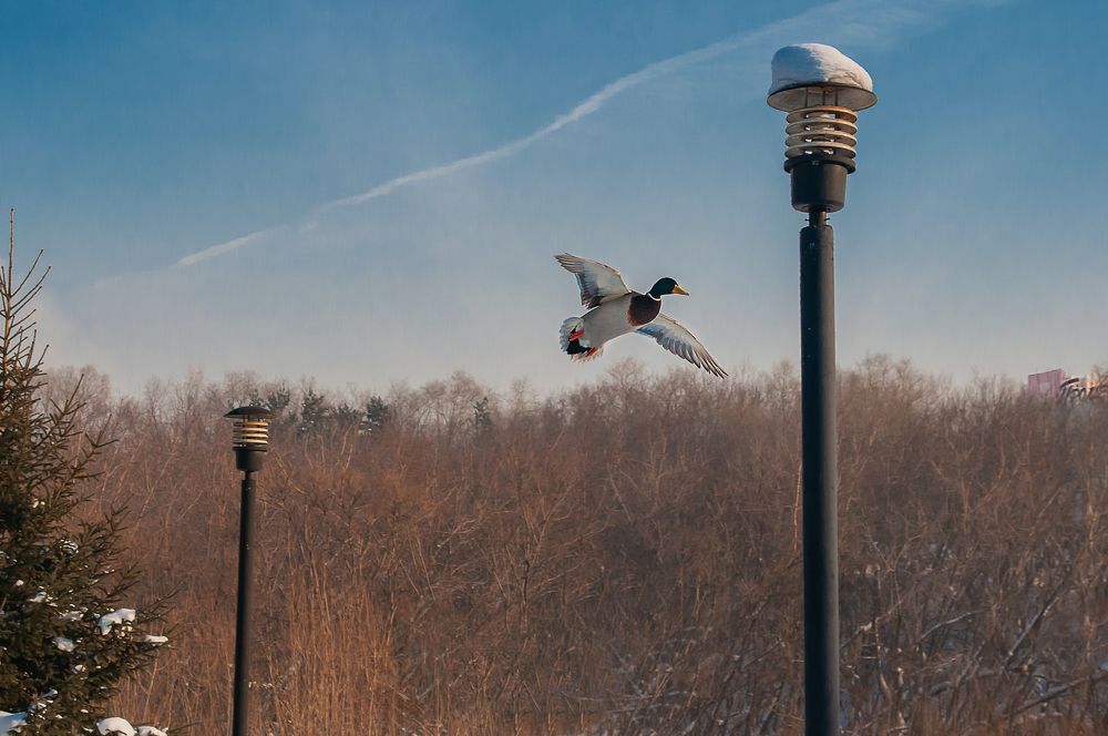 Photograph by Александр Поборчий