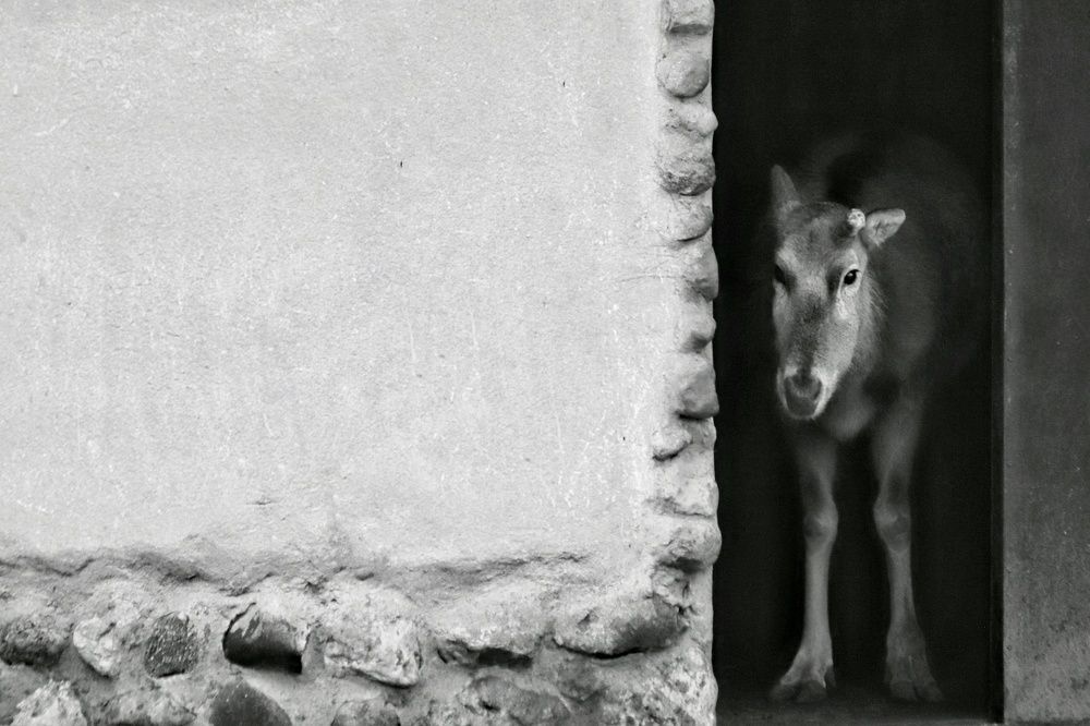 Фотография автора Елена Кириллова