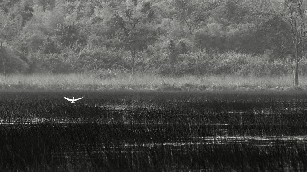 Whispers of Solitude