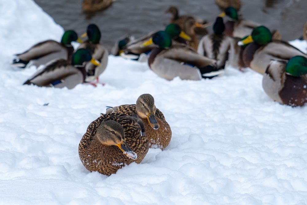 Фотография автора Андрей Арапов