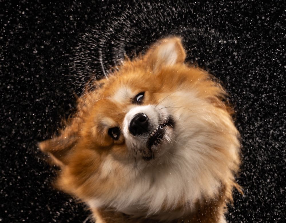 Собака-барабака