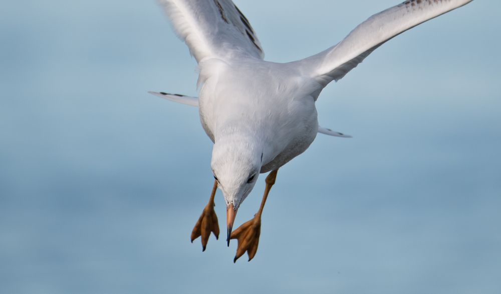 Photograph by Федорако Дмитрий