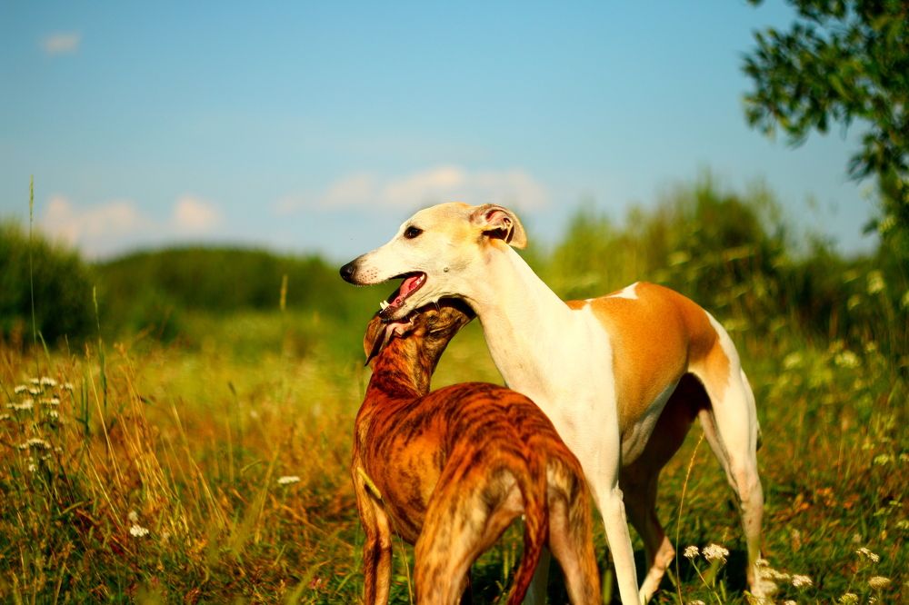 Photograph by Леонид Уральский