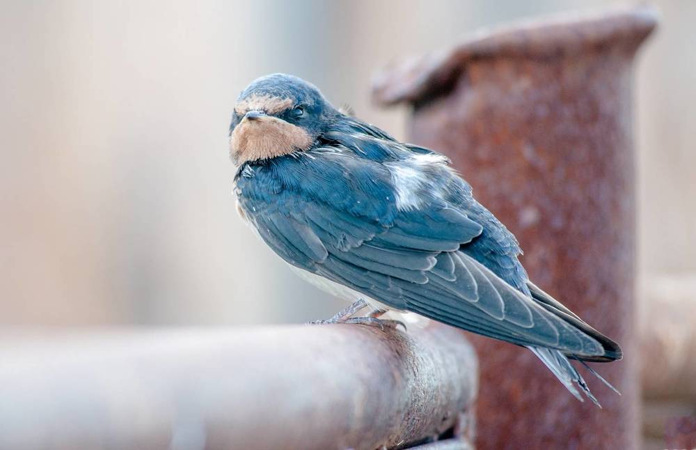 Photograph by Семенов Александр