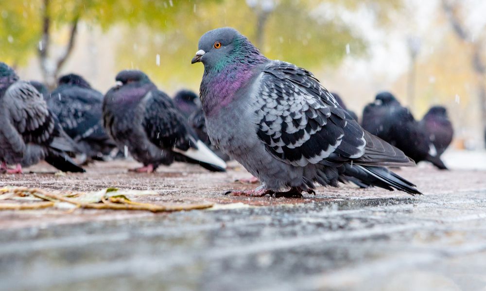 Photograph by Семенов Александр