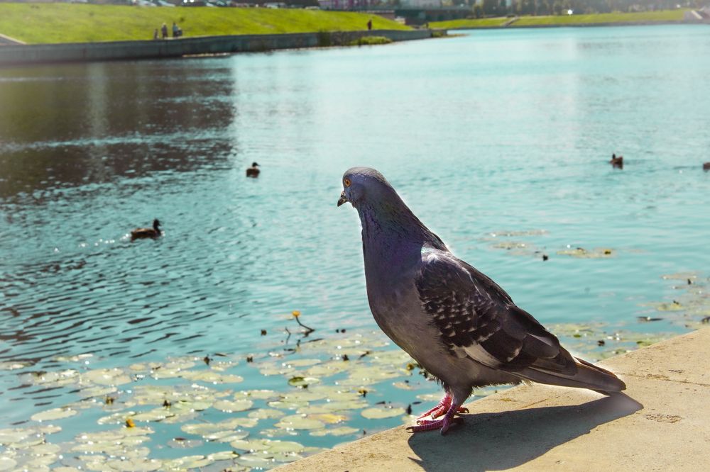 Photograph by Елена Фатьянова