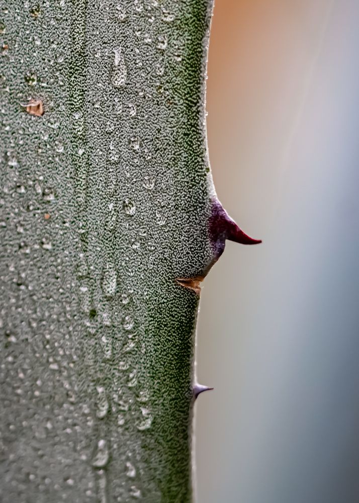 Photograph by kamran shirani