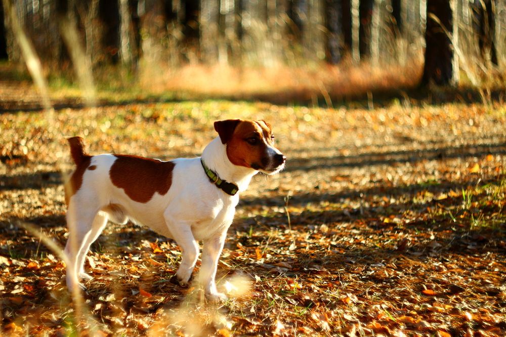 Photograph by Леонид Уральский