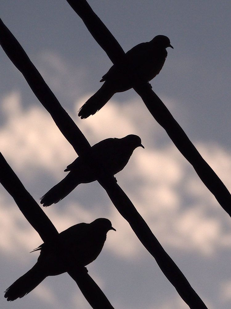 Photograph by Farid Ataei