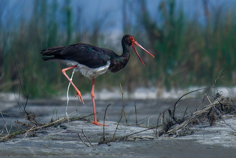 Photograph by najim ahmed