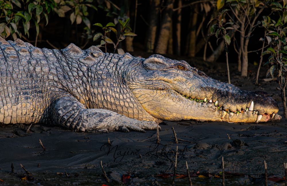 Photograph by najim ahmed