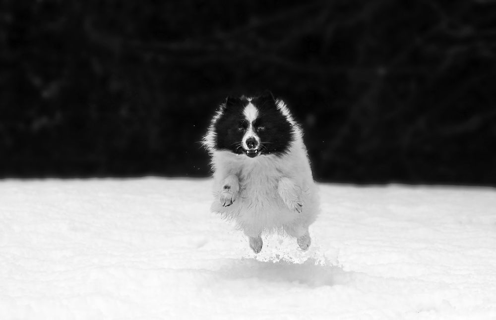 Jumping in the snow.....