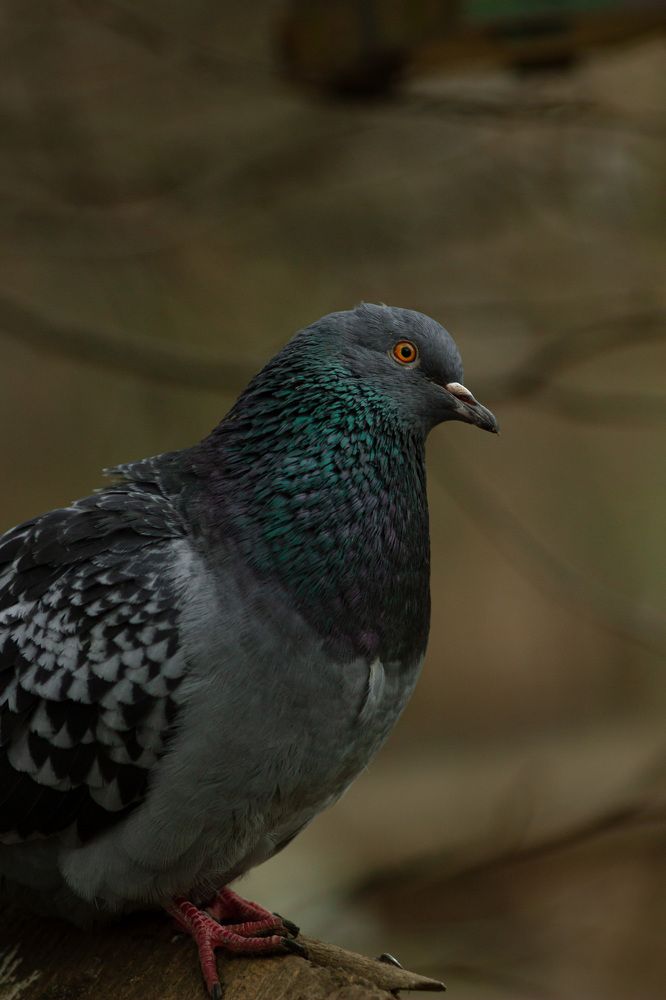Фотография автора Дмитрий Овчинников