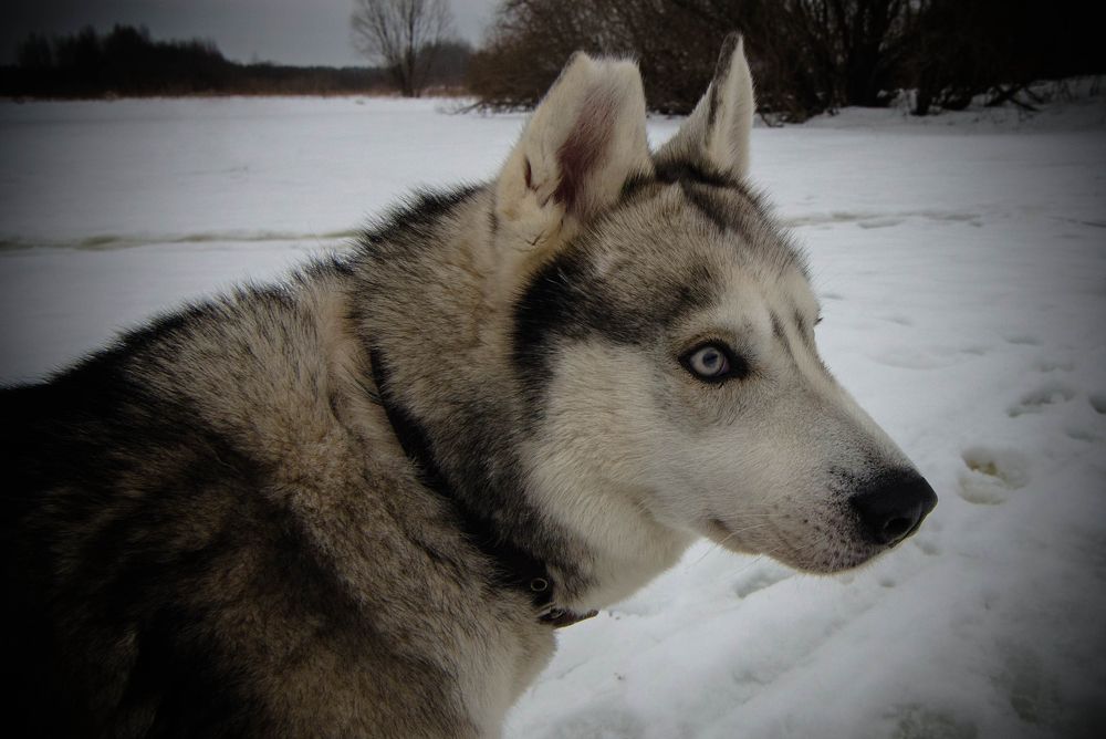 Максимально цепкий фокус