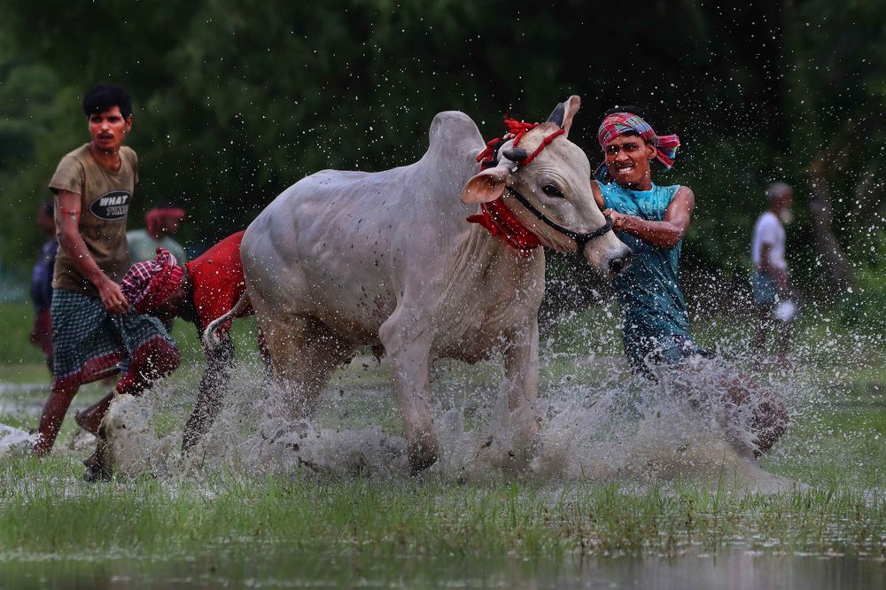 Moichhara...An unique Cattle race Festival of India