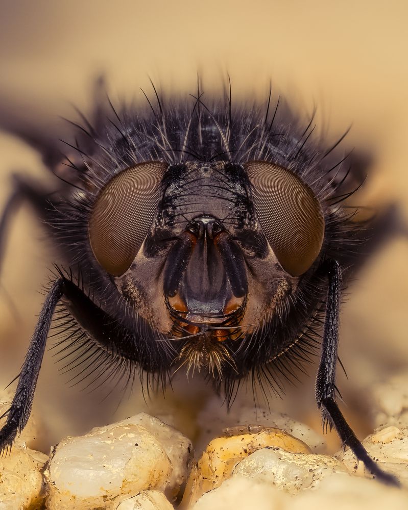 Calliphoridae