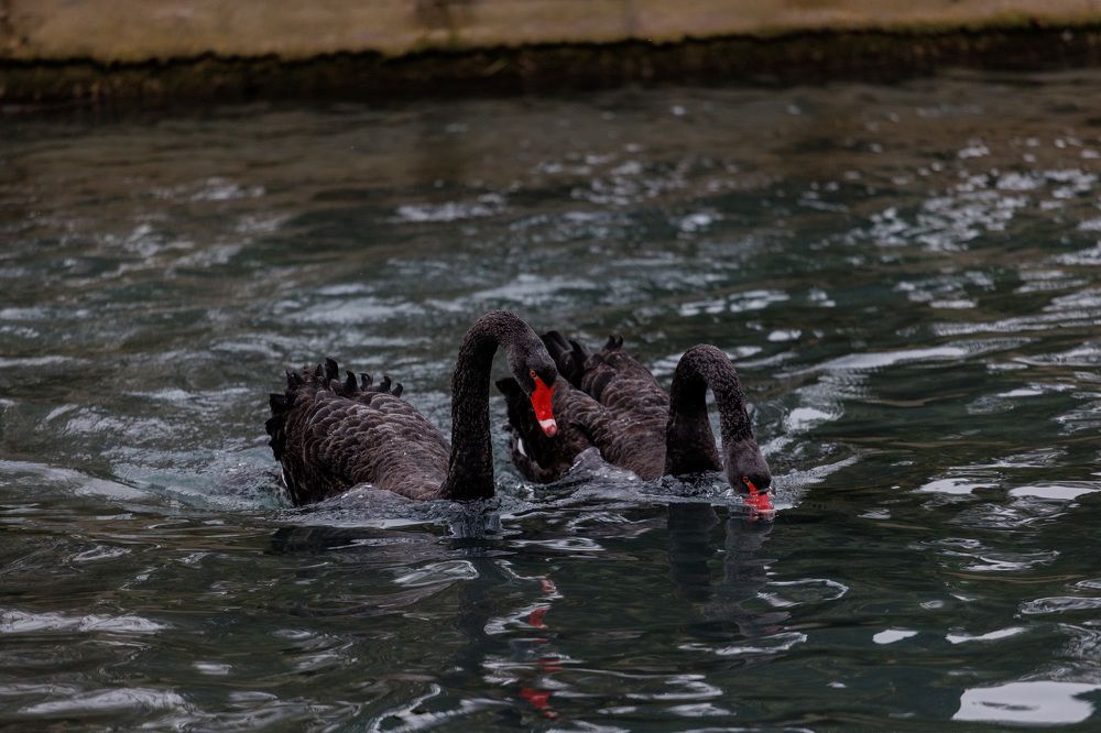 Фотография автора Fallen Angel