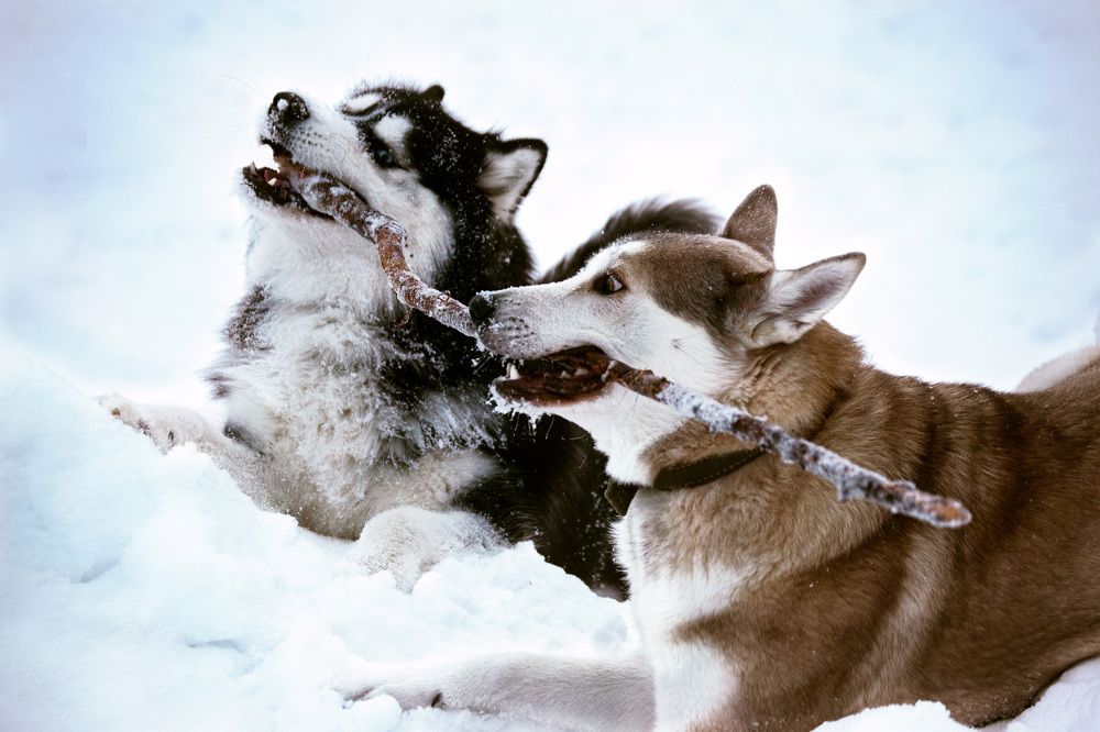 Photograph by Наталья Зверева