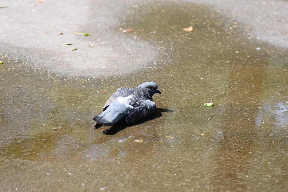 Photograph by Инна Голубева