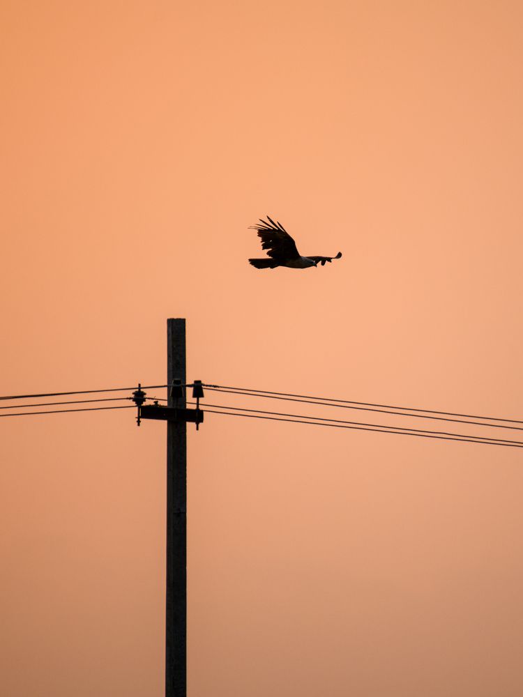 Photograph by Dr Manoj M Kumar