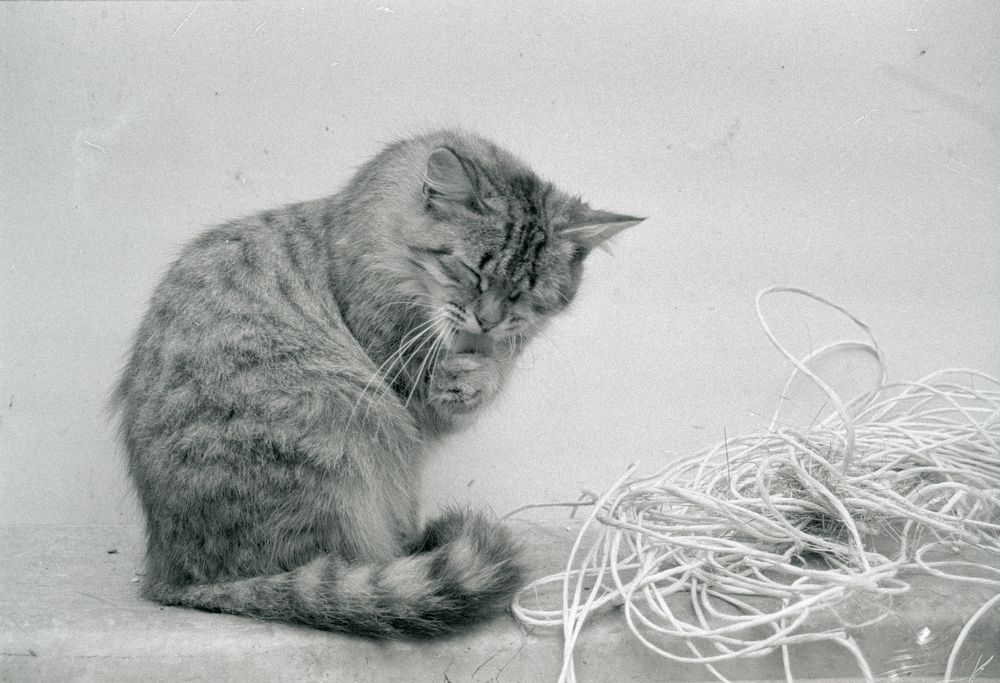 Photo #11771142