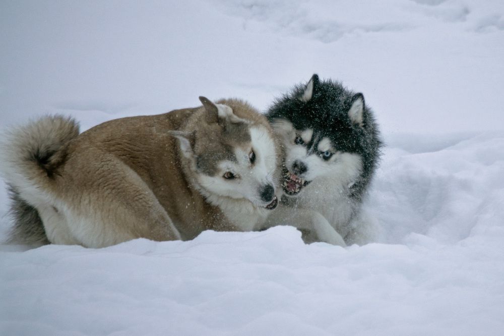 Photograph by Наталья Зверева
