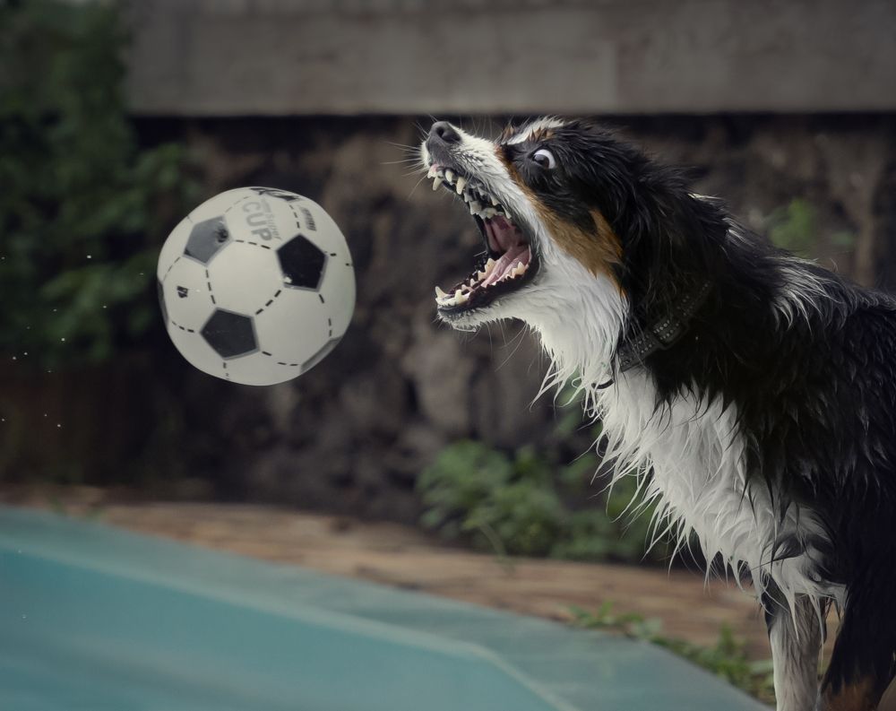 Photograph by Svetlana Pascoal