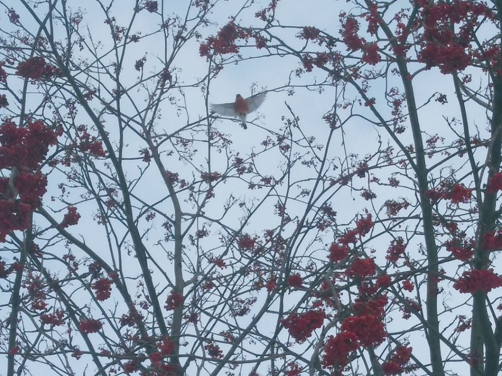 Photograph by Инна Голубева