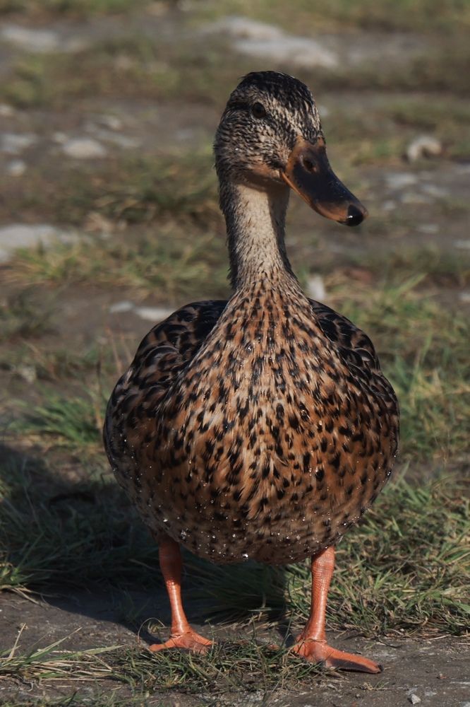 Photograph by Евгения Казакова