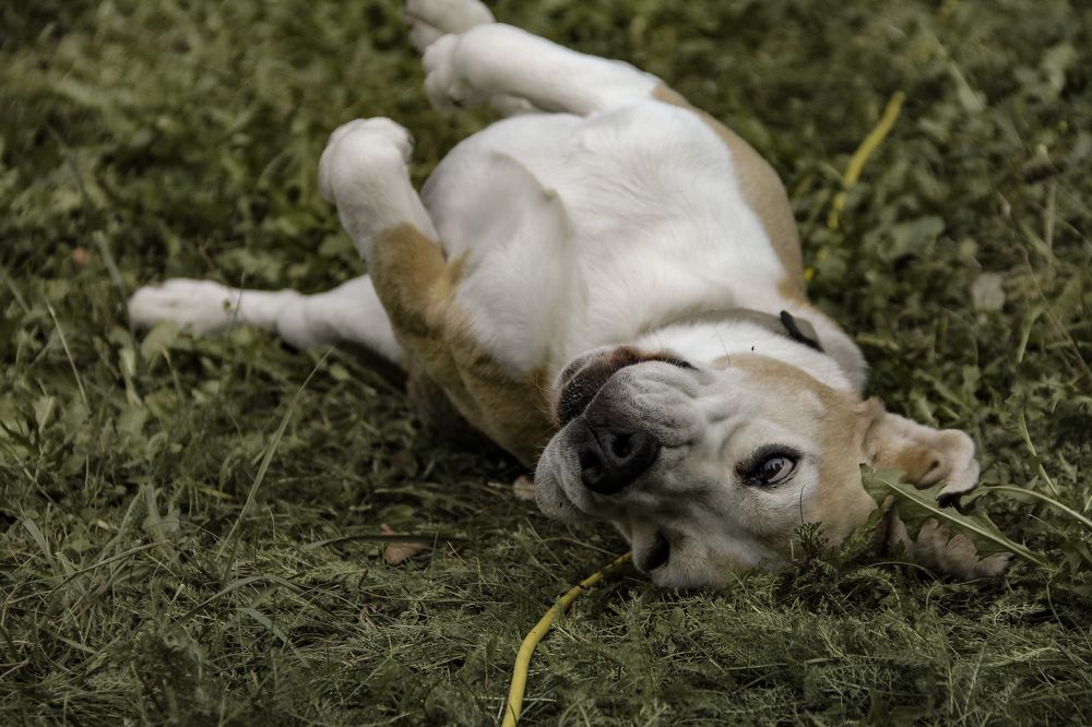 Photograph by Анастасия Псарёва