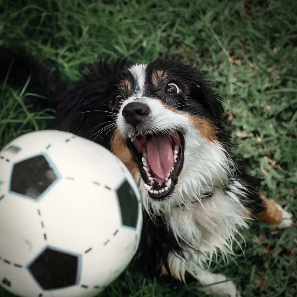 Photograph by Svetlana Pascoal