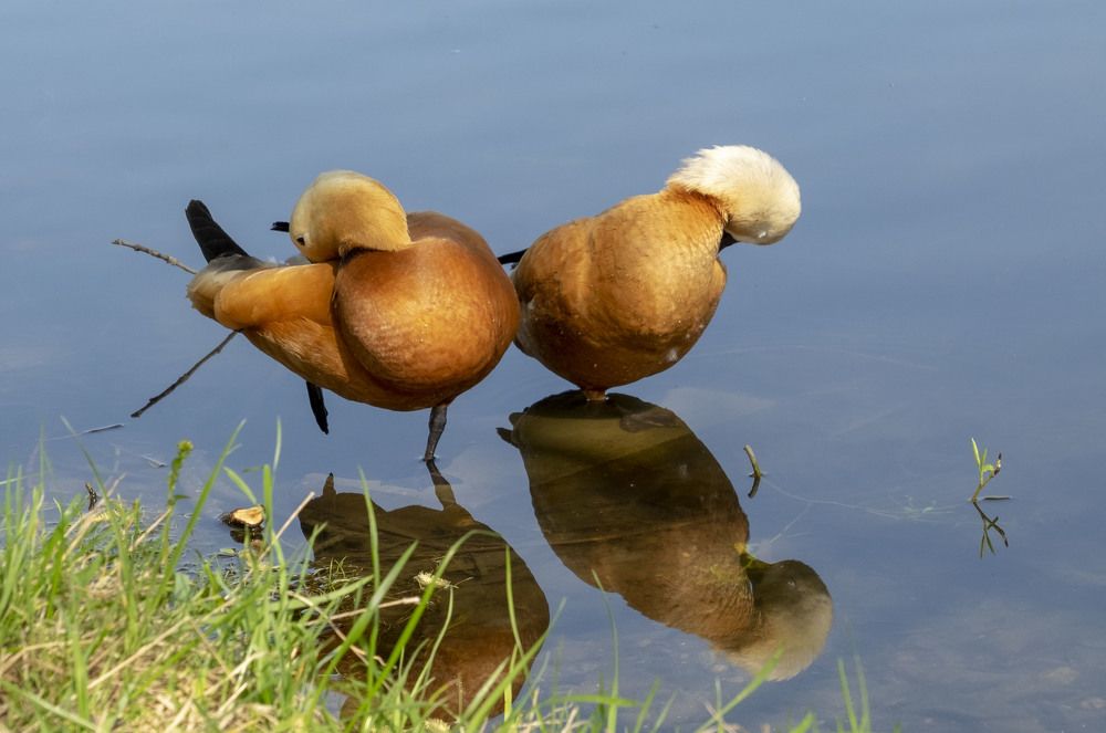 Photograph by Елена Маракулина