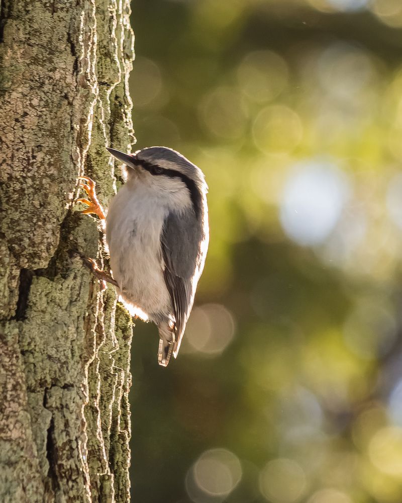 Photograph by Victor Shaposhnikov