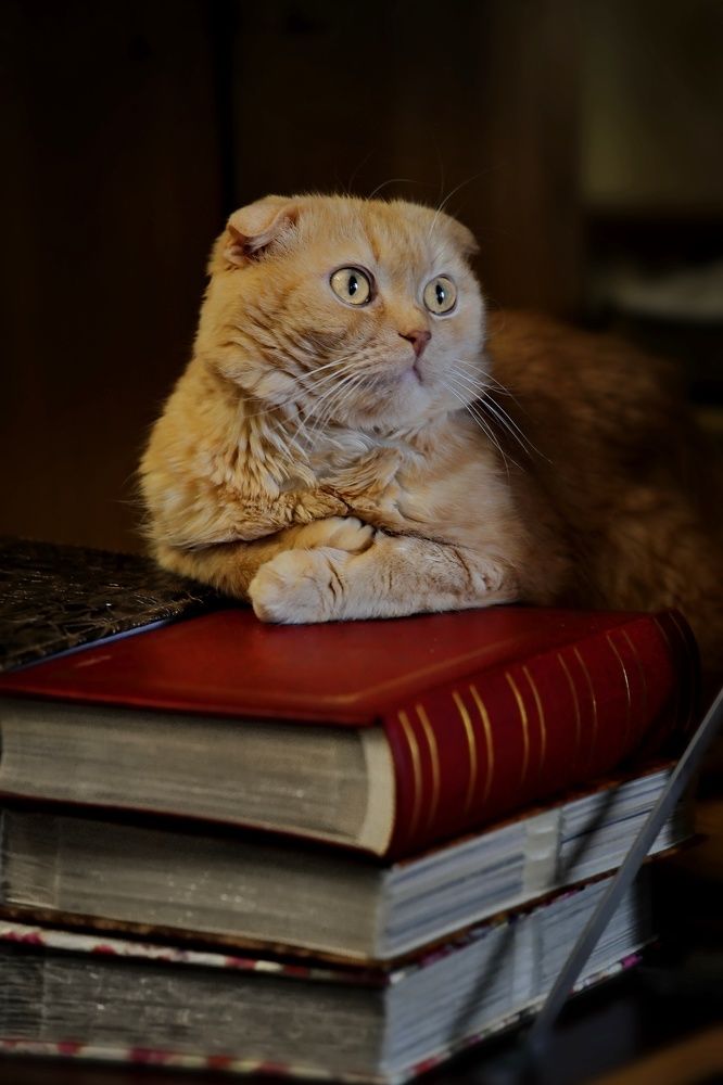 Photograph by Татьяна Бравая