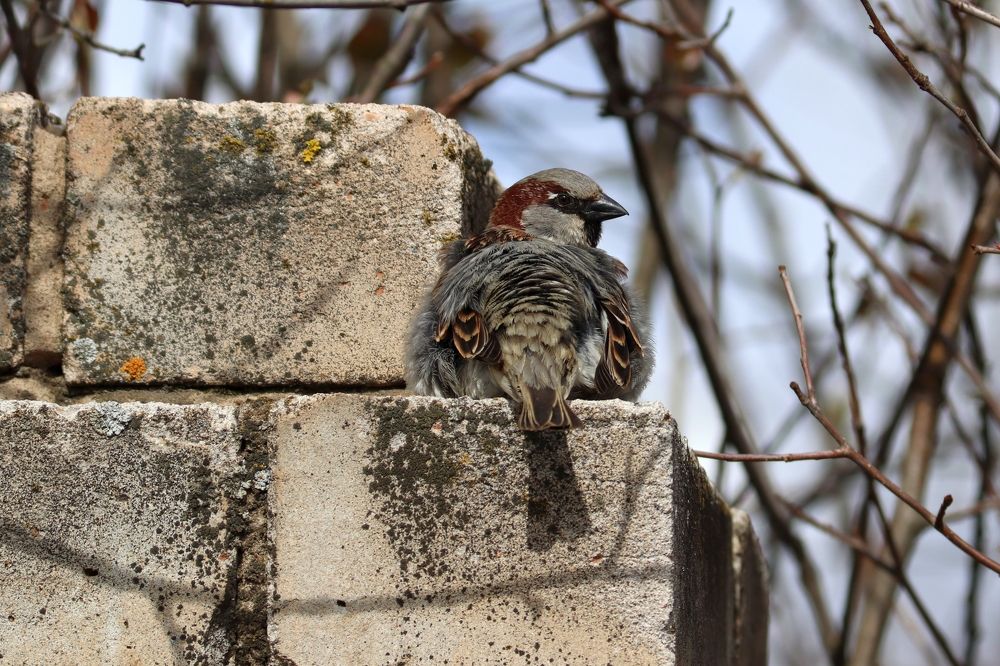 В ожидании чуда