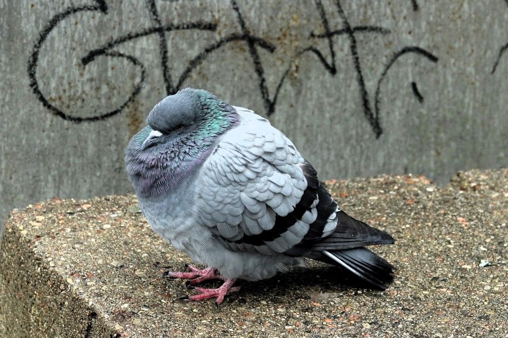 Photograph by jelena konickaja