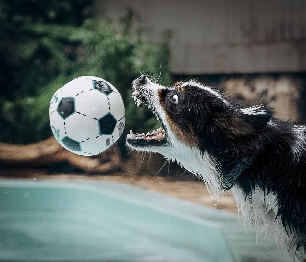 Photograph by Svetlana Pascoal