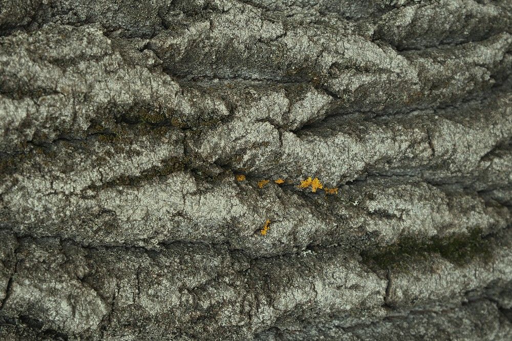 Photograph by Светлана Полякова