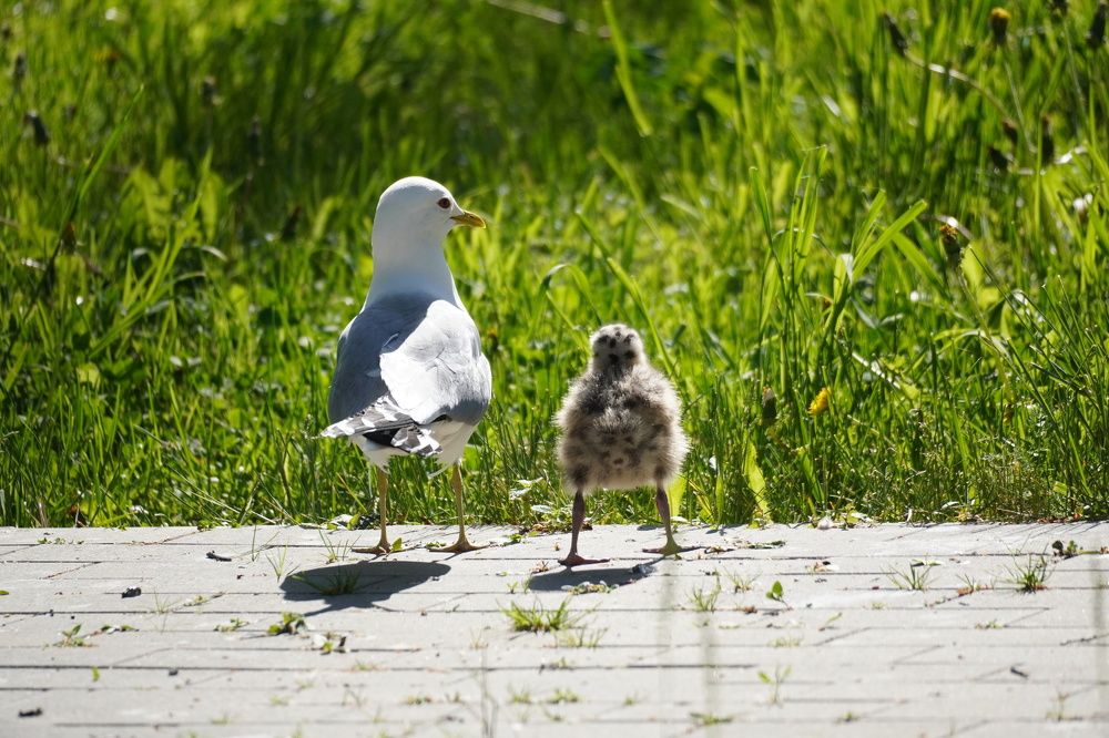 Photograph by Алфия Бугакова