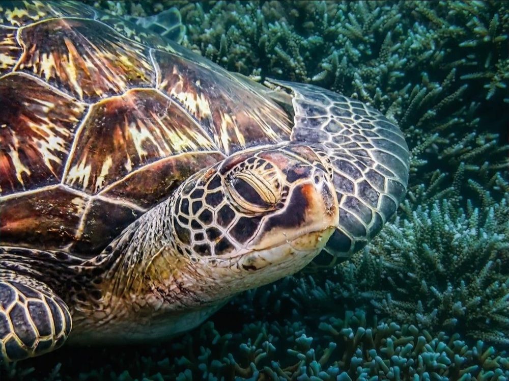 Последнее путешествие Тортиллы