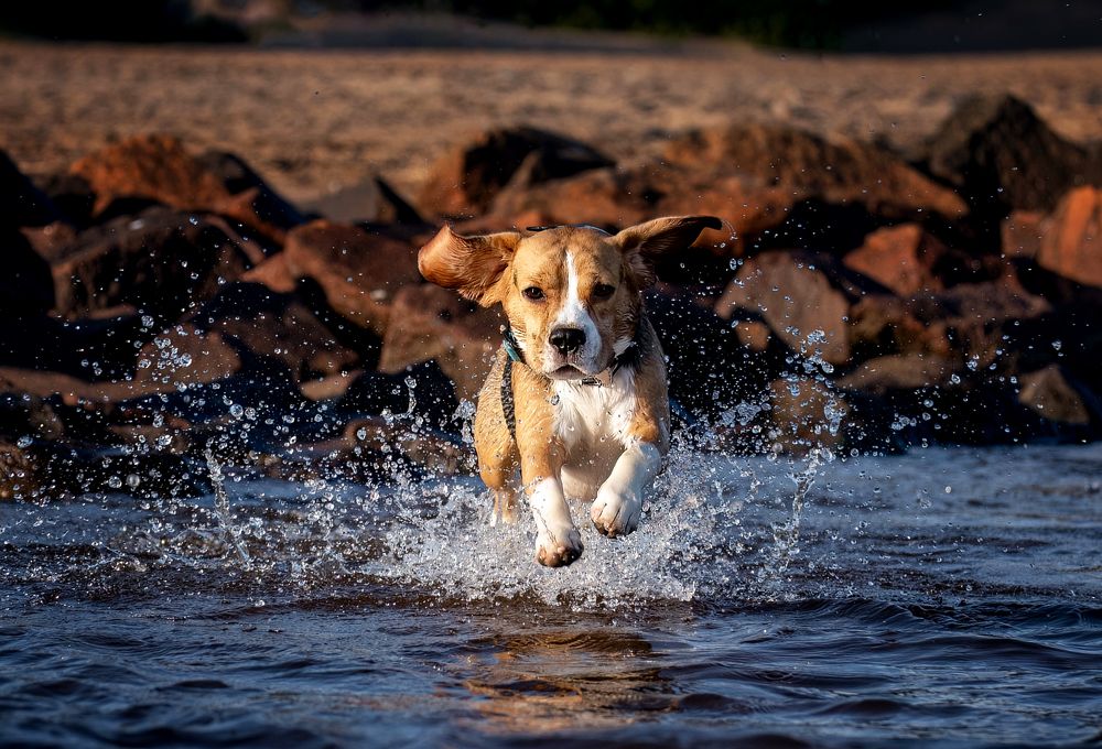 Фотография автора Ольга Фомичева