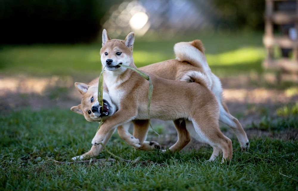 Фотография автора Ольга Фомичева