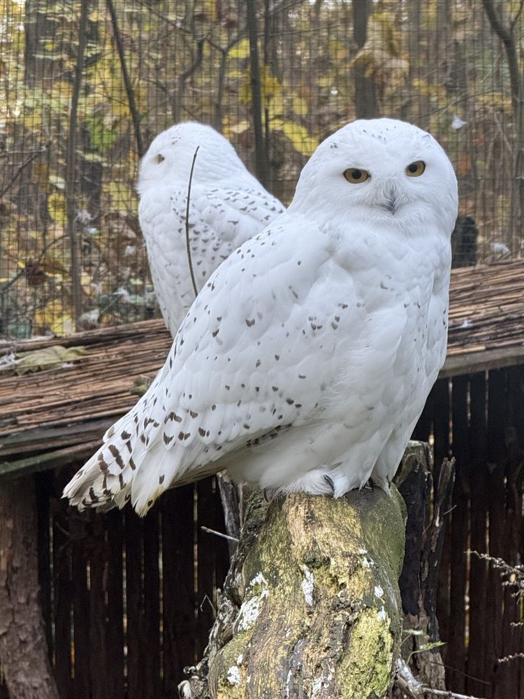 Фотография автора Ramin Ismayilov