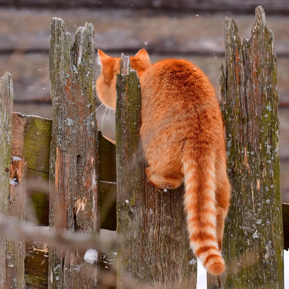 Photograph by Николай Абакумов