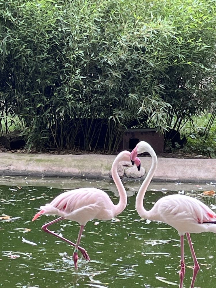 Фотография автора Ramin Ismayilov