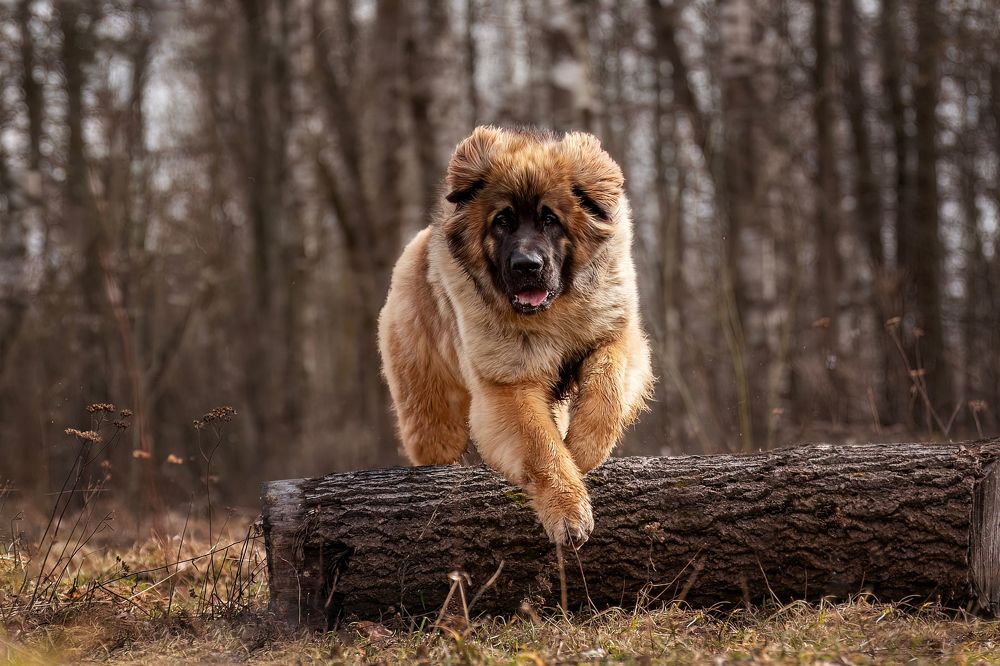 Фотография автора Ольга Фомичева