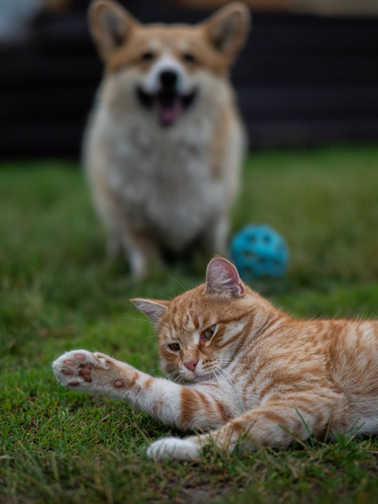 Фотография автора Доляна Горохова