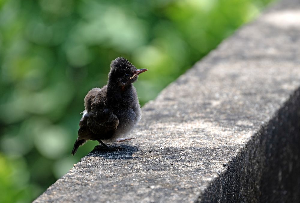 Photograph by CHINMOY BISWAS